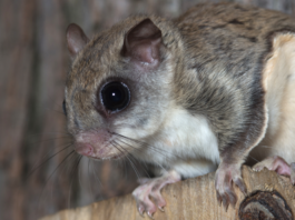 Lendorav, puhas eesti loodus