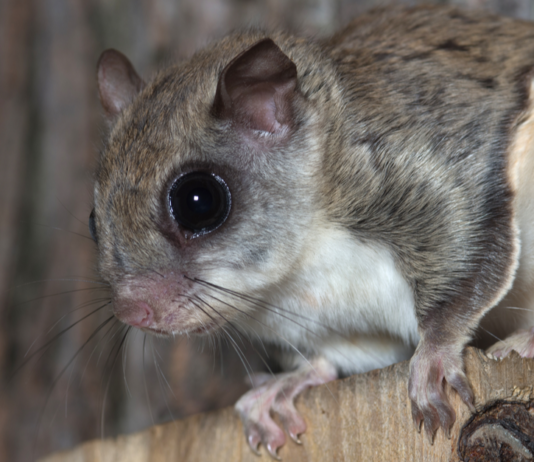 Lendorav, puhas eesti loodus