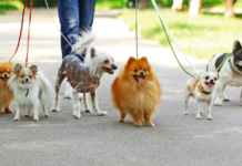 Haabersti linnaosavalitsus üllatas koeraomanikke kontrollkäiguga