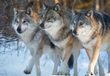 Jahimehed on käimasoleval jahiajal küttinud 14 hunti