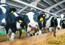 Põllumehi toetades saab piimakarjade äramüümist vältida