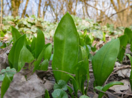 uudised_loodus_karulauk_Allium_ursinum