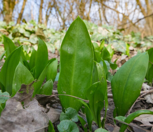 uudised_loodus_karulauk_Allium_ursinum