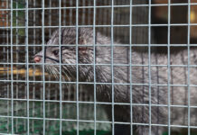 uudised_loodus_puuriloomad