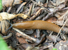 loodus_uudised_teetigu