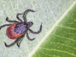 uudised_meditsiin_puuk_vaktsineerimine