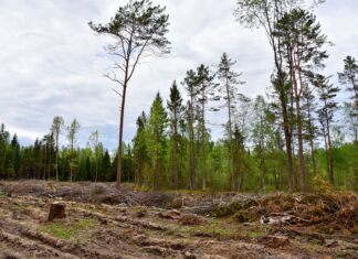 Riigimetsa Majandamise Keskuse (RMK) kestvuslepingud