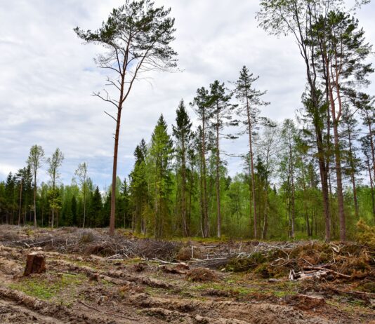 Riigimetsa Majandamise Keskuse (RMK) kestvuslepingud