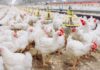 Uudekülas kerkivad Eesti suurimad kanalad Kanafarm
