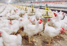 Uudekülas kerkivad Eesti suurimad kanalad Kanafarm