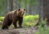 Kohus peatas seitsmes piirkonnas karude küttimisload Pruunkaru küttimine Eesti metsades