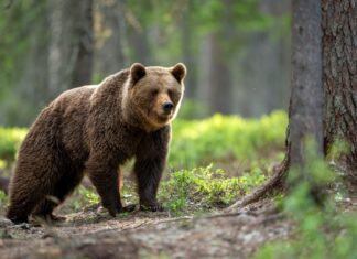 Pruunkaru küttimine Eesti metsades