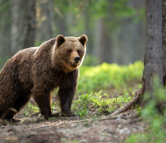 Pruunkaru küttimine Eesti metsades